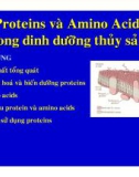 Proteins và Amino Acids trong dinh dưỡng thủy sản