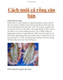 Cách nuôi cá rồng căn bản