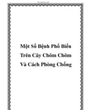 Một Số Bệnh Phổ Biến Trên Cây Chôm Chôm Và Cách Phòng Chống