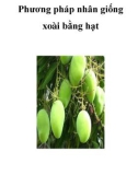 Phương pháp nhân giống xoài bằng hạt