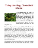 Trồng sầu riêng: Cho trái tới 60 năm