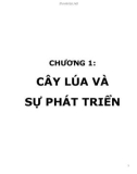 Tổng Quan Về Cây Lúa Và Quản Lý Sâu Bệnh