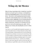 Trồng cây lát Mexico