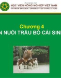 Bài giảng Chương 4: Chăn nuôi trâu bò cái sinh sản