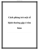 Cách phòng trừ bệnh thường gặp ở tôm hùm