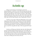 Aciotis sp