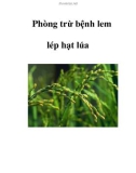 Phòng trừ bệnh lem lép hạt lúa