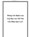 Phòng Trừ Bệnh Lem Lép Hạt Lúa Thế Nào Cho Hiệu Quả Cao?