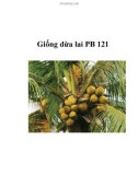 Giống dừa lai PB 121