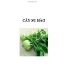 CÂY SU HÀO