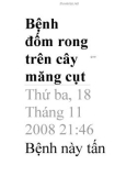 Bệnh đốm rong trên cây măng cụt