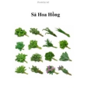 Sả Hoa Hồng