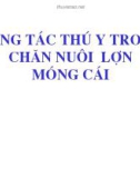 Báo cáo nghiên cứu nông nghiệp Công tác thú y trong chăn nuôi lợn móng cái 