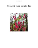 Trồng và chăm sóc cây đào