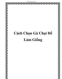 Cách Chọn Gà Chọi Để Làm Giống