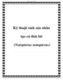 Kỹ thuật sinh sản nhân tạo cá thát lát (Notopterus notopterus)