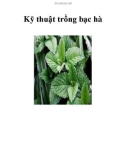 Kỹ thuật trồng bạc hà