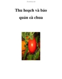 Thu hoạch và bảo quản cà chua