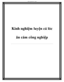 Kinh nghiệm luyện cá lóc ăn cám công nghiệp