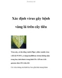 Xác định virus gây bệnh vàng lá trên cây tiêu