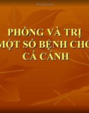 Phòng và trị một số bệnh cho cá cảnh