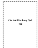 Các Kim Long Quá Bối