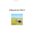 Giống lúa lai TH3-3