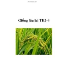 Giống lúa lai TH3-4