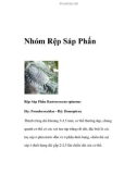 Nhóm Rệp Sáp Phấn