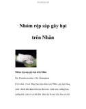 Nhóm rệp sáp gây hại trên Nhãn