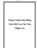 Trồng Chuối Tiêu Hồng Trên Đồi Cao Cho Thu Nhập Cao