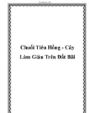 Chuối Tiêu Hồng - Cây Làm Giàu Trên Đất Bãi