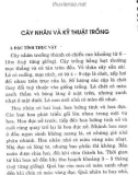 Cây nhãn và kỹ thuật trồng cây nhãn