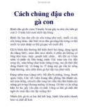 Cách chủng đậu cho gà con