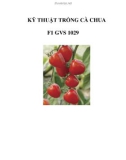 KỸ THUẬT TRỒNG CÀ CHUA F1 GVS 1029