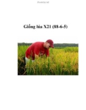 Giống lúa X21 (88-6-5)