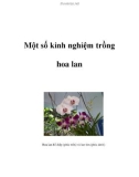 Một số kinh nghiệm trồng hoa lan Hoa lan hồ điệp (phía trên) và lan tím (phía dưới)