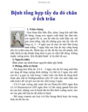 Bệnh tổng hợp tấy da đỏ chân ở ếch trâu