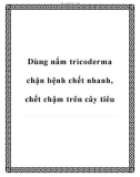 Dùng nấm tricoderma chặn bệnh chết nhanh, chết chậm trên cây tiêu