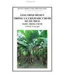 Giáo trình Trồng và chăm sóc chuối - MĐ03: Trồng chuối