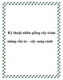 Kỹ thuật nhân giống cây tràm mãng cầu ta – cây sung cảnh- cây trám