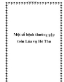 Một số bệnh thường gặp trên Lúa vụ Hè Thu