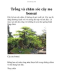 Trồng và chăm sóc cây me bonsai