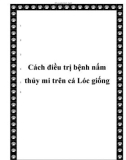 Cách điều trị bệnh nấm thủy mi trên cá Lóc giống