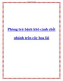 Phòng trừ bệnh khô cành chết nhánh trên cây hoa lài