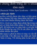 Bệnh học thủy sản : Bệnh do vi khuẩn part 9