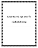 Khai thác và vận chuyển cá chình hương