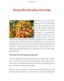 Hướng dẫn nhân giống chôm chôm