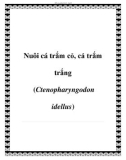 Nuôi cá trắm cỏ, cá trắm trắng (Ctenopharyngodon idellus)