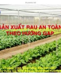 SẢN XUẤT RAU AN TOÀN THEO HƯỚNG GAP